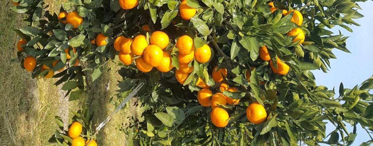 Jeju Mermuri Yerye-dong Luaran gambar