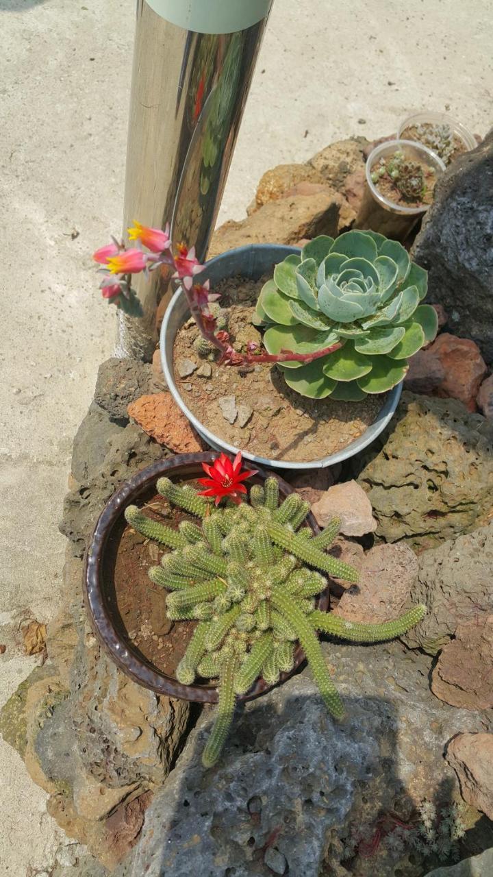 Jeju Mermuri Yerye-dong Luaran gambar