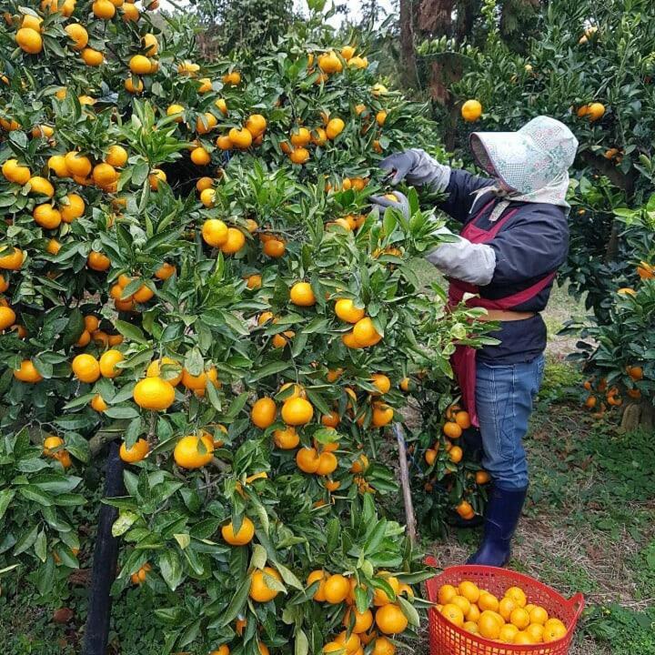 Jeju Mermuri Yerye-dong Luaran gambar